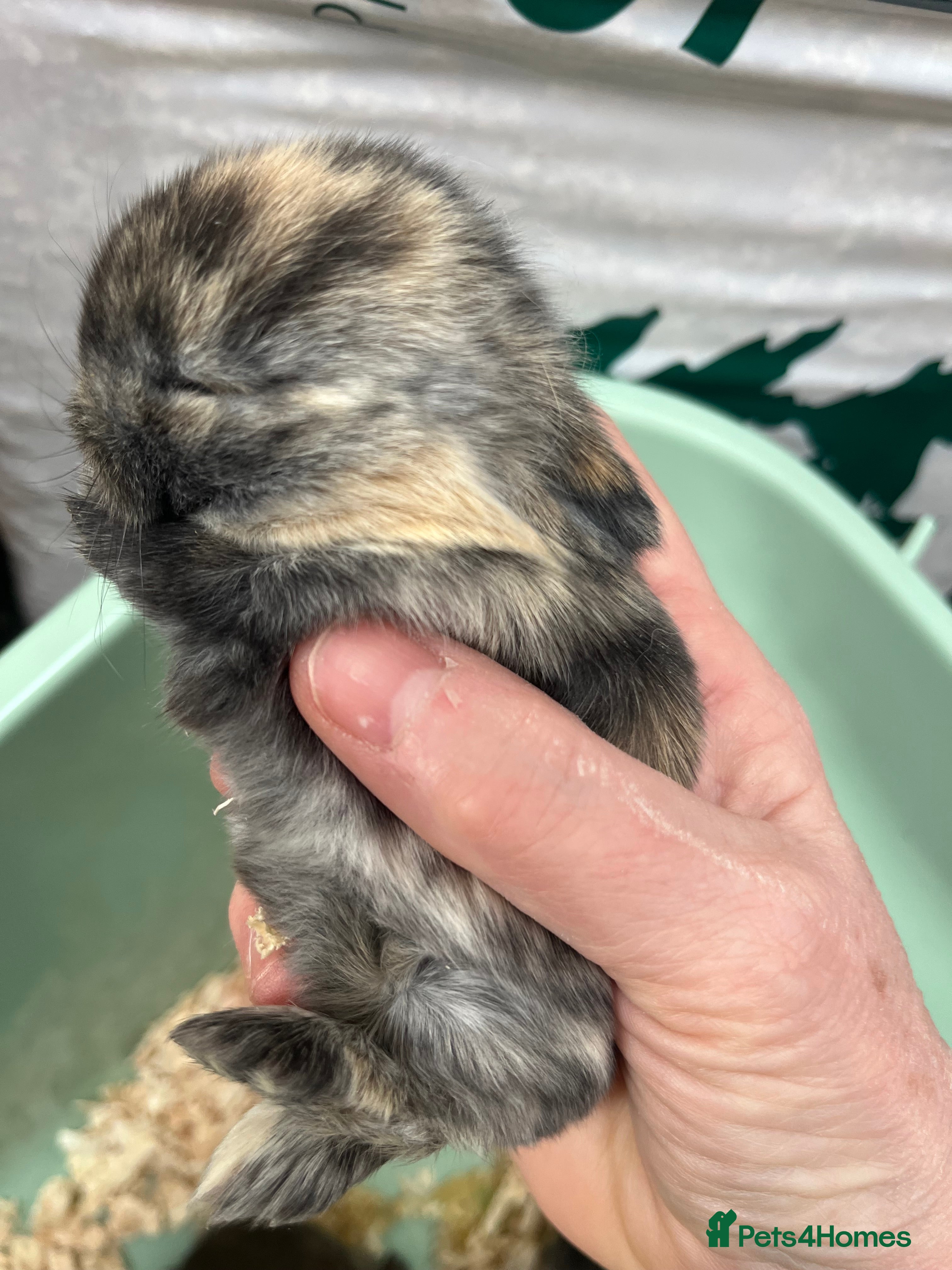 Mini Lop rabbits Gorgeous Mini Lops - Advert 1