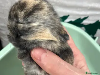 Mini Lop rabbits Gorgeous Mini Lops - Advert 1