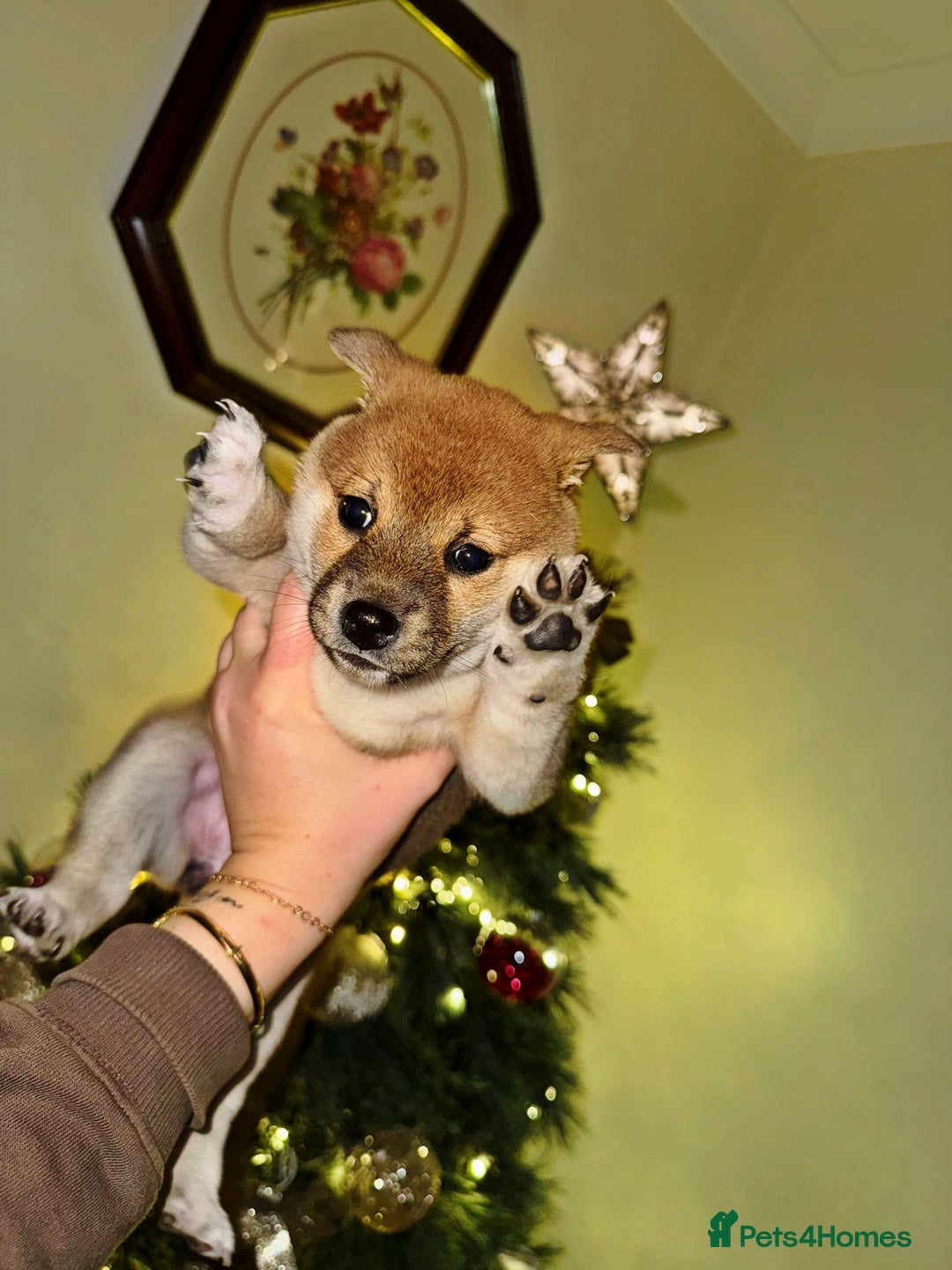 Japanese Shiba Inu dogs for sale: 🏆 CHAMPION 🏆 JAPANESE SHIBA INU チャンピオン 🇯🇵  - Advert 8