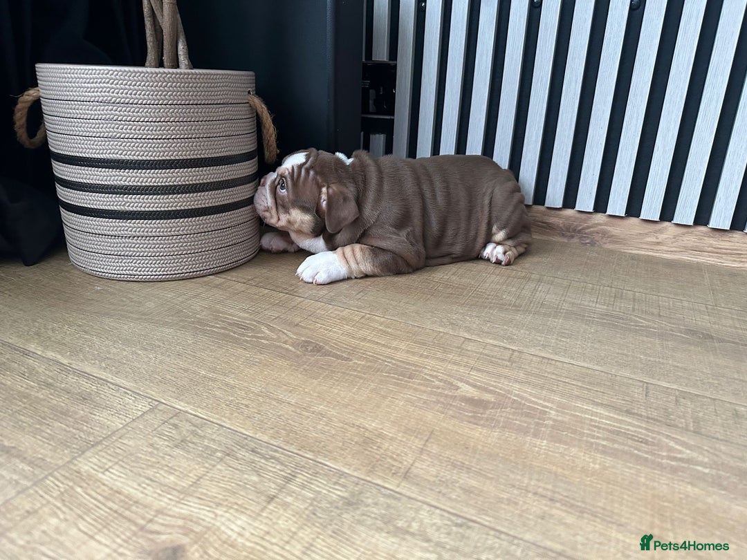 English Bulldog dogs for sale: Our girl looking for a warm sofa and fully love🏠 - Advert 9