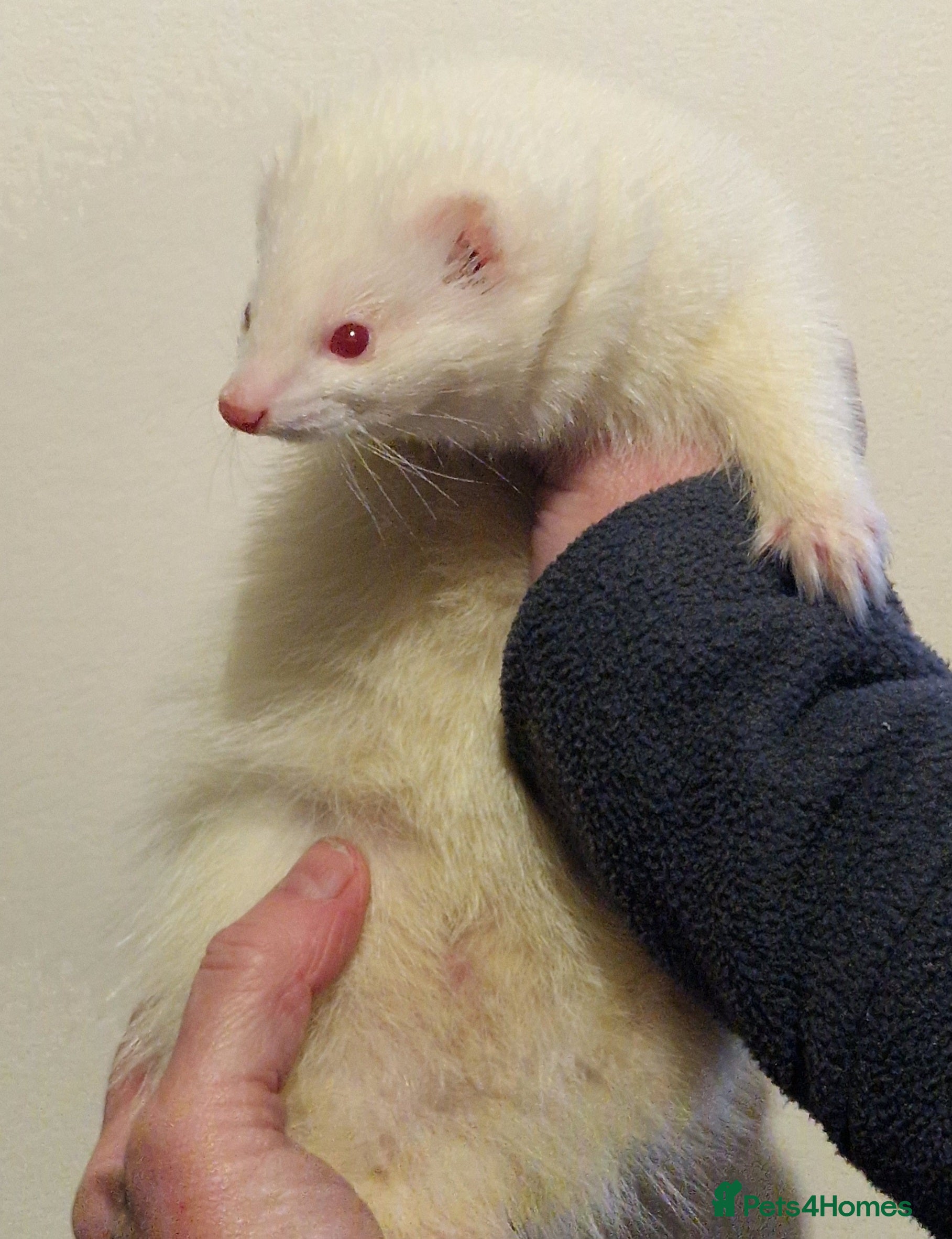 Ferret rodents Micro ferret hob - Advert 4