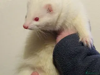 Ferret rodents Micro ferret hob - Advert 1