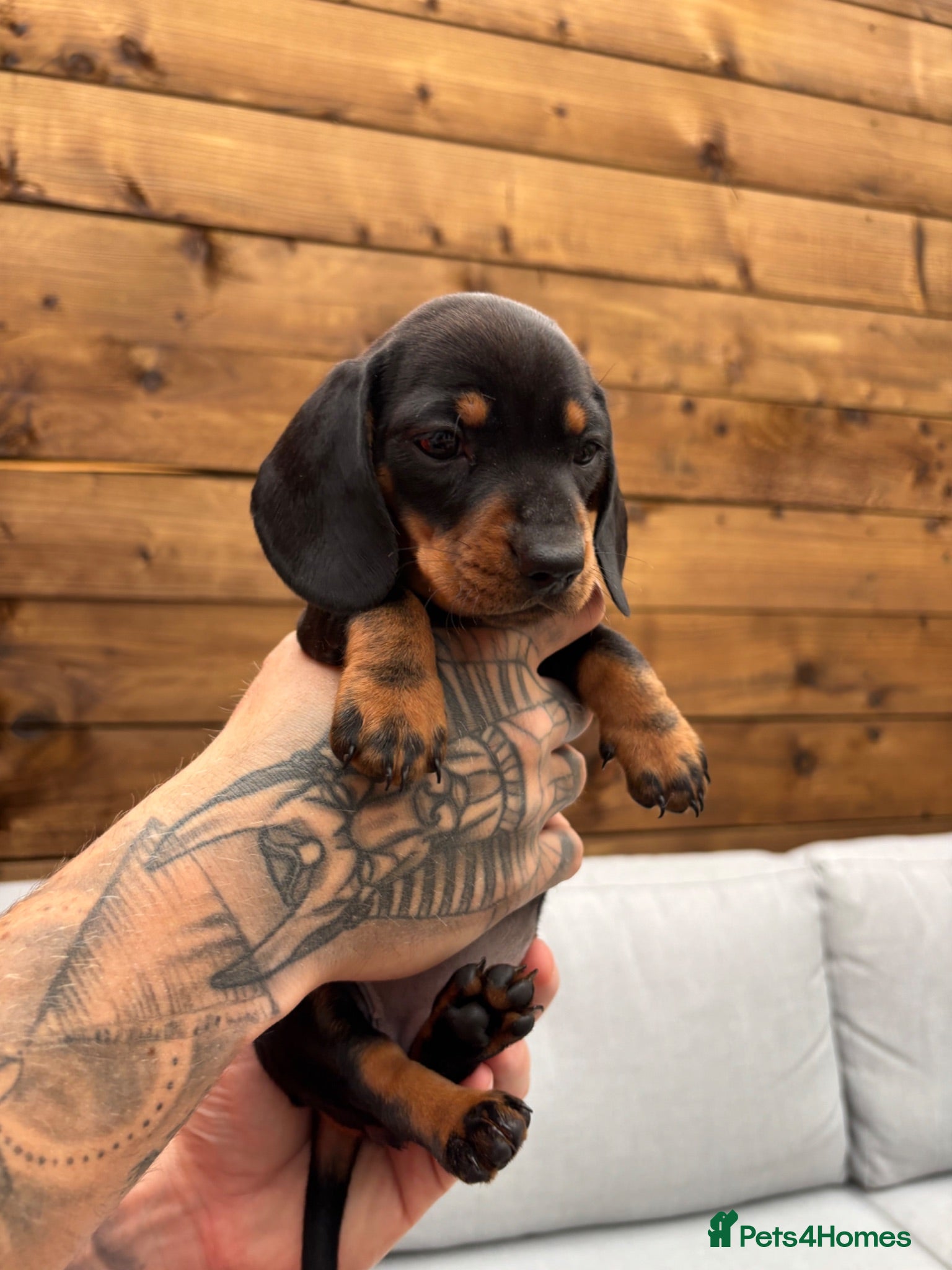 Miniature Dachshund dogs Stunning KC Pedigree Miniature Dachshund Puppies - Advert 2