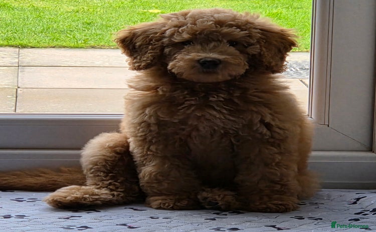 Labradoodle dogs Labradoodle Bitch 12 wks old fully vaccinated  - Advert 5