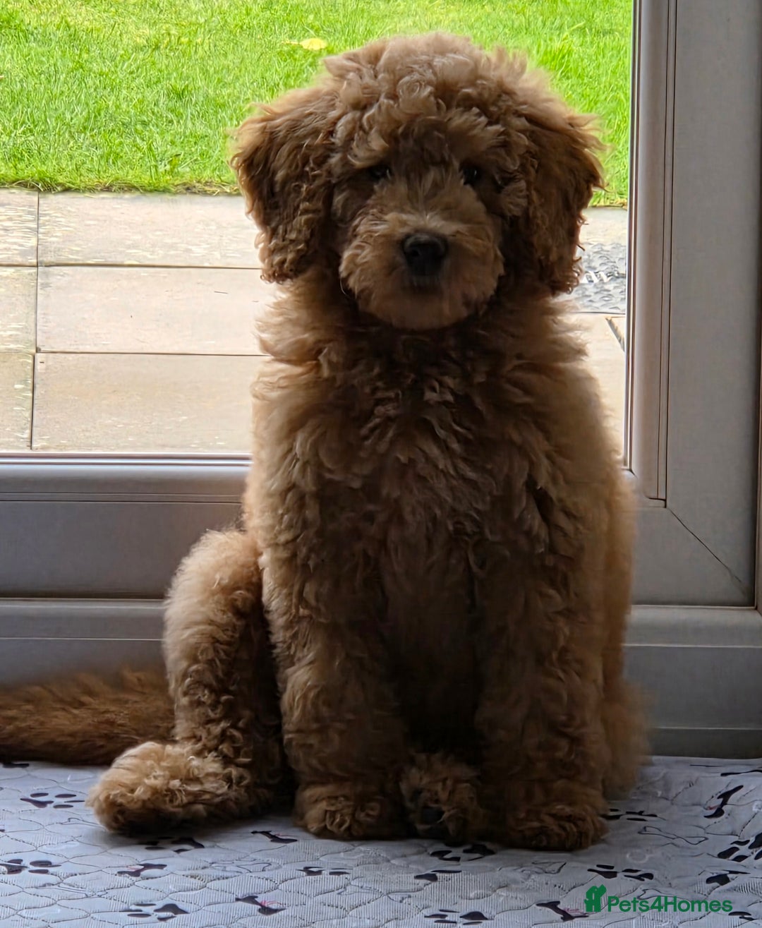 Labradoodle dogs for sale: Labradoodle Bitch 12 wks old fully vaccinated  - Advert 1