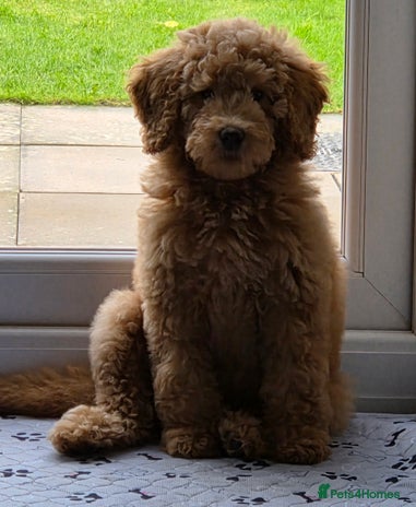 Labradoodle dogs Labradoodle Bitch 12 wks old fully vaccinated - Advert 1
