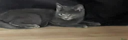 Mixed Breed cats for sale: Beautiful kittens for sale  - Advert 38