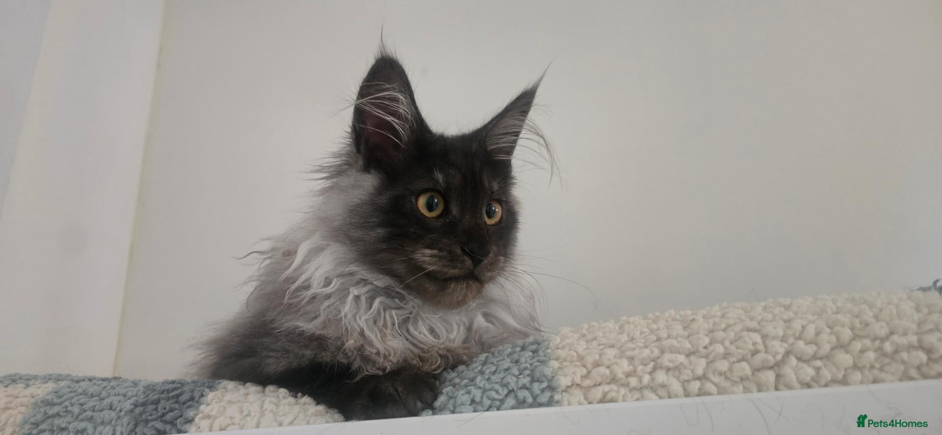 Maine Coon cats 🐾Black Smoke Tica Registered maine coon - Advert 2