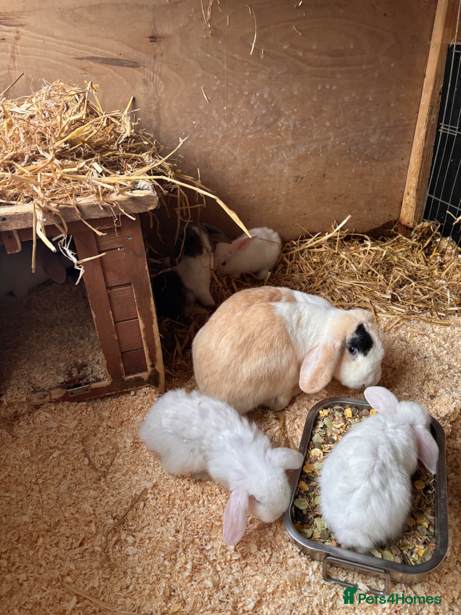 Mini Lop rabbits for sale: 8 beautiful baby’s rabbit  - Advert 2