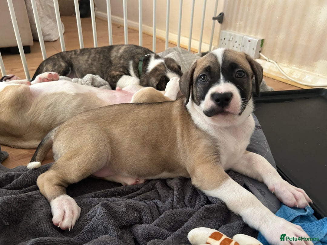 Mixed Breed dogs for sale: American bulldog x bullmastiff puppies - Advert 10