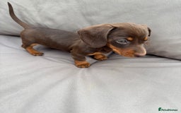 Miniature Dachshund dogs for sale: Miniature dachshunds - Image 21