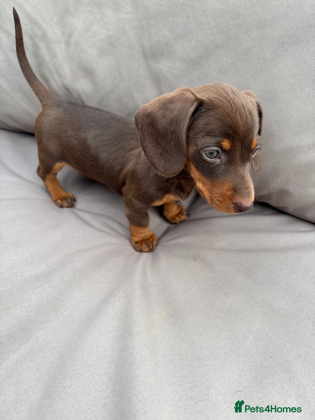 Miniature Dachshund dogs for sale: Miniature dachshunds - Image 21