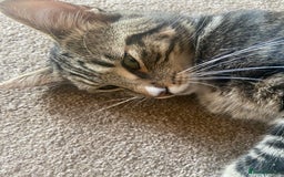 British Shorthair cats for sale: ✨ Gorgeous boy looking for a loving home ✨ - Image 2