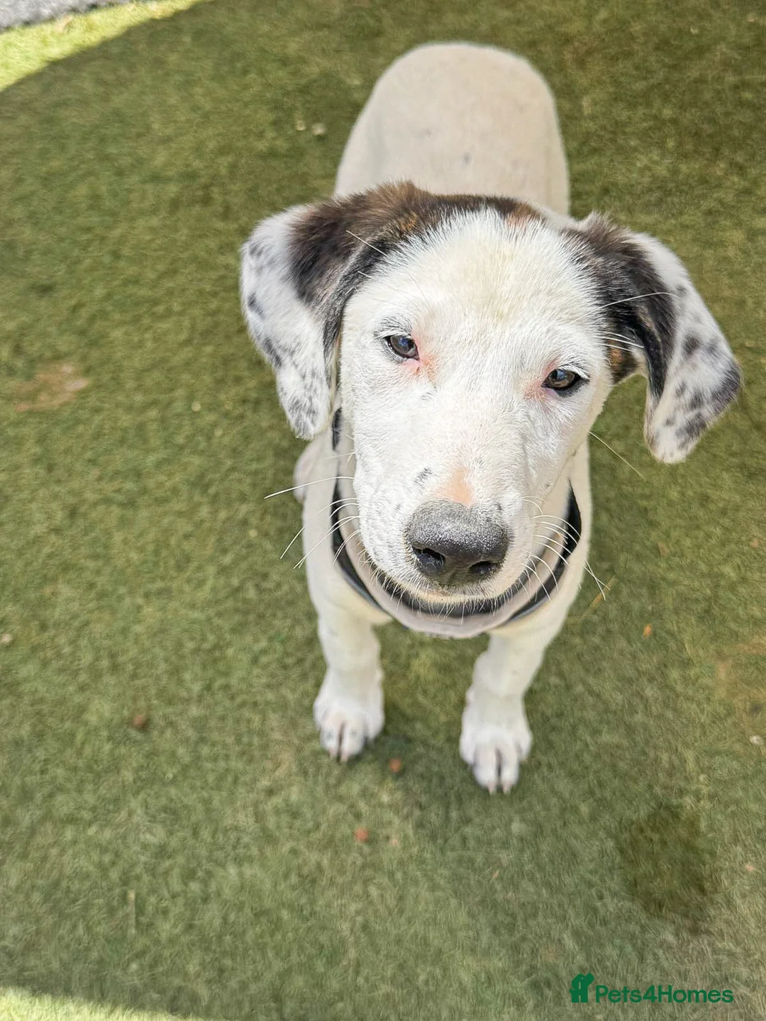 Mixed Breed dogs for adoption: Beautiful Bella in Fleet - Advert 12