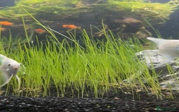 Angelfish fish for sale: Platinum Angel Fish - Image 2