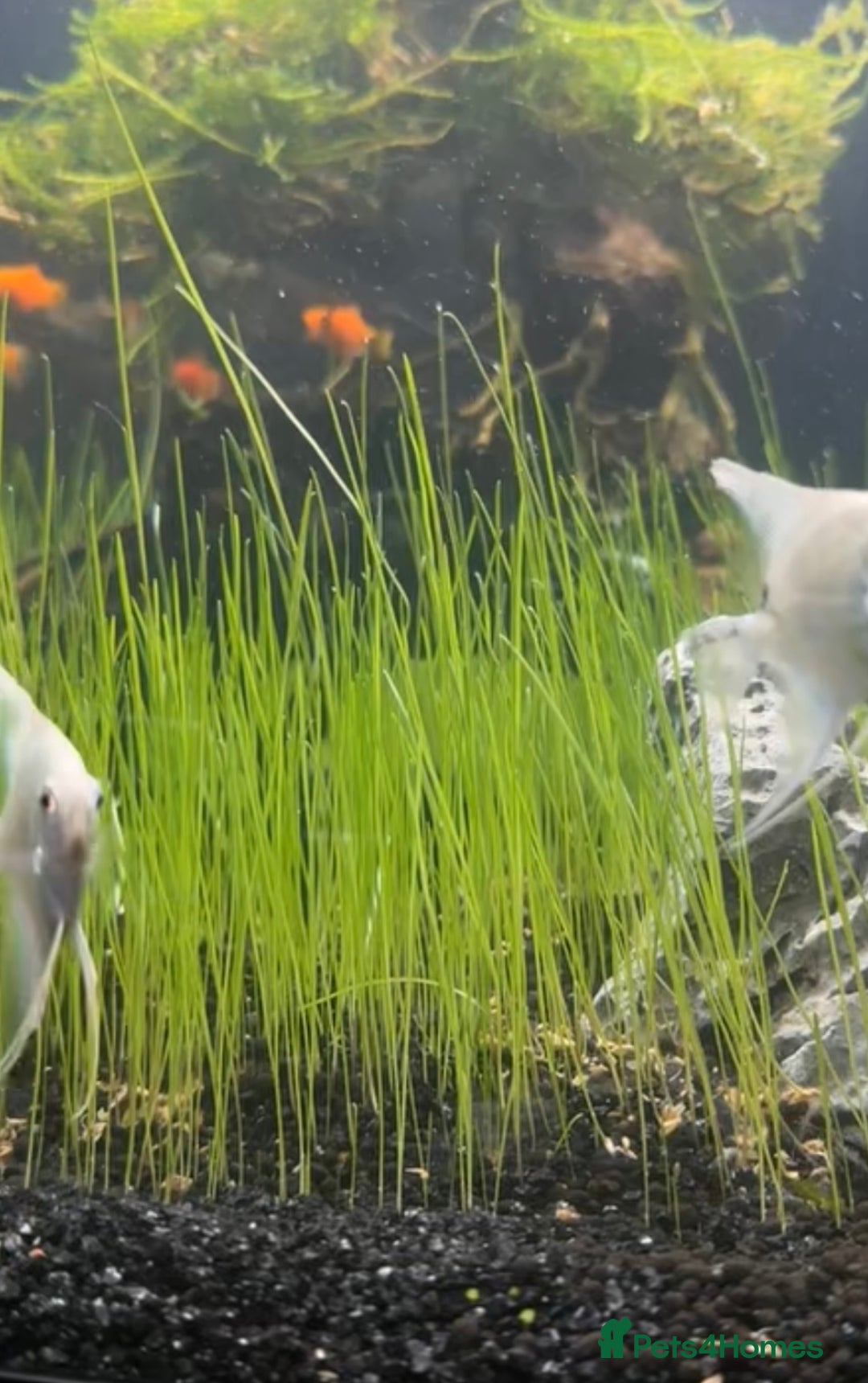 Angelfish fish for sale: Platinum Angel Fish - Image 2