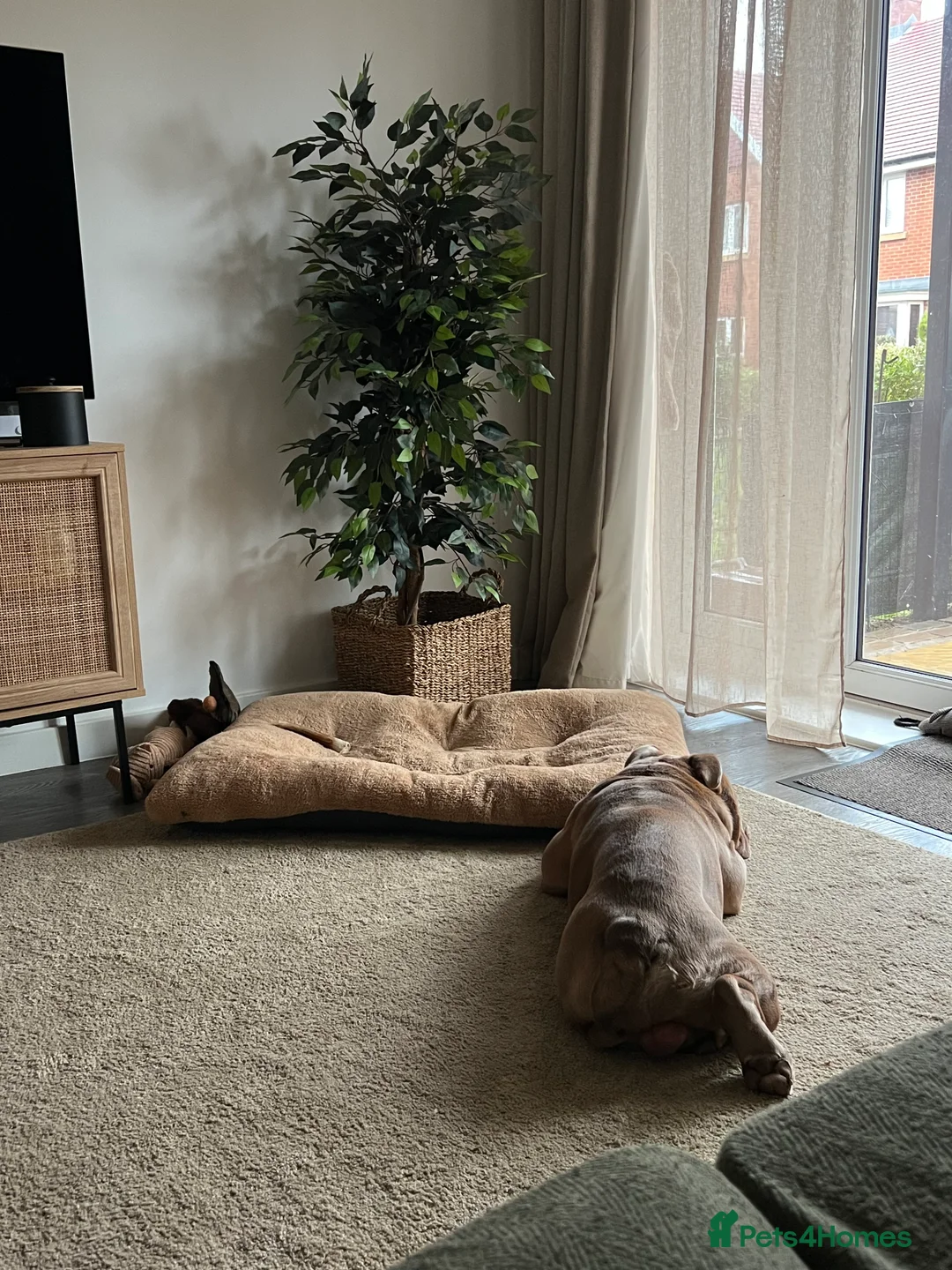 Mixed Breed dogs for sale: Odie - Olde english bulldog  - Advert 14