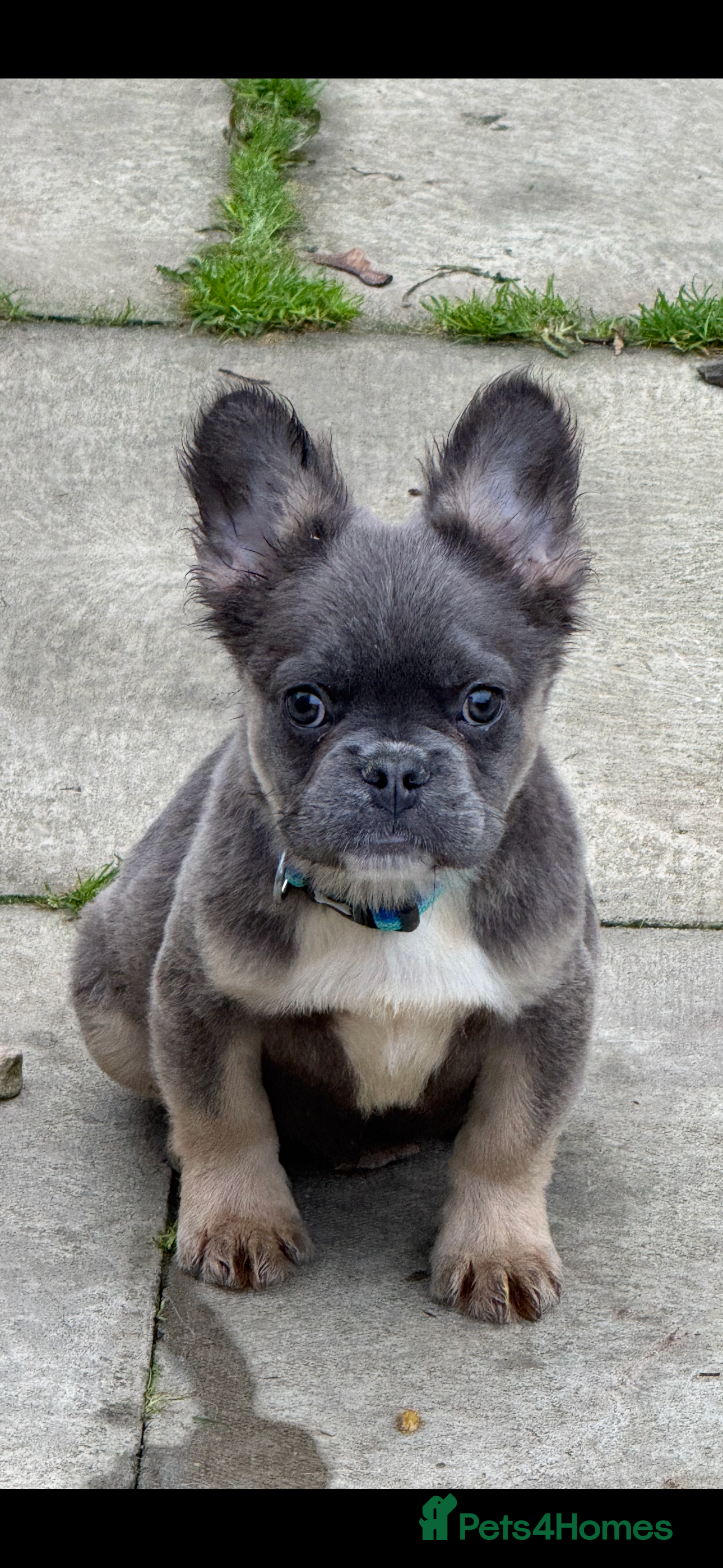 French Bulldog dogs Beautiful fluffy/ fluffy carrier Frenchie pups  - Advert 7