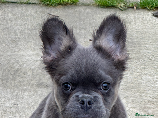 French Bulldog dogs Beautiful fluffy/ fluffy carrier Frenchie pups - Advert 2