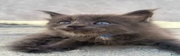 Maine Coon cats for sale: TICA Registered Maine Coon Kittens - Advert 1