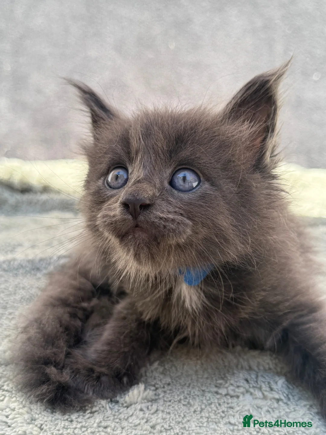 Maine Coon cats for sale: TICA Registered Maine Coon Kittens - Advert 1