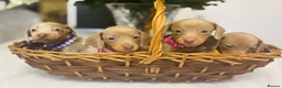 Miniature Dachshund dogs for sale: True miniature Daschound  - Advert 6