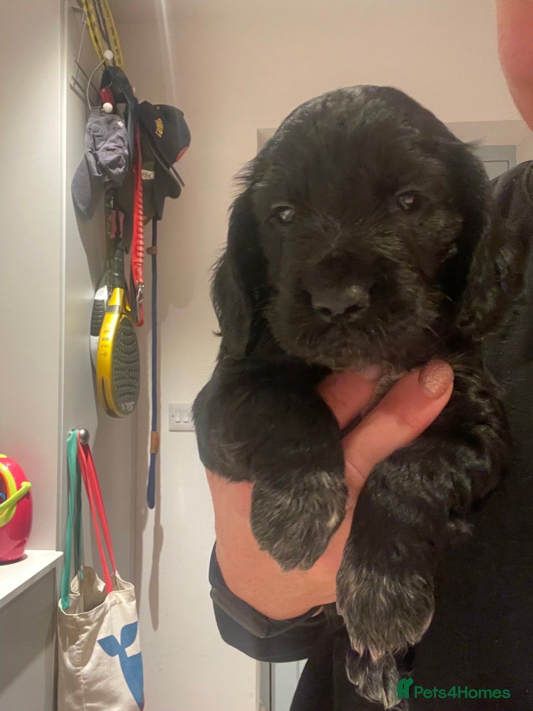 Cocker Spaniel dogs for sale: 2 working cocker puppies  - Advert 18