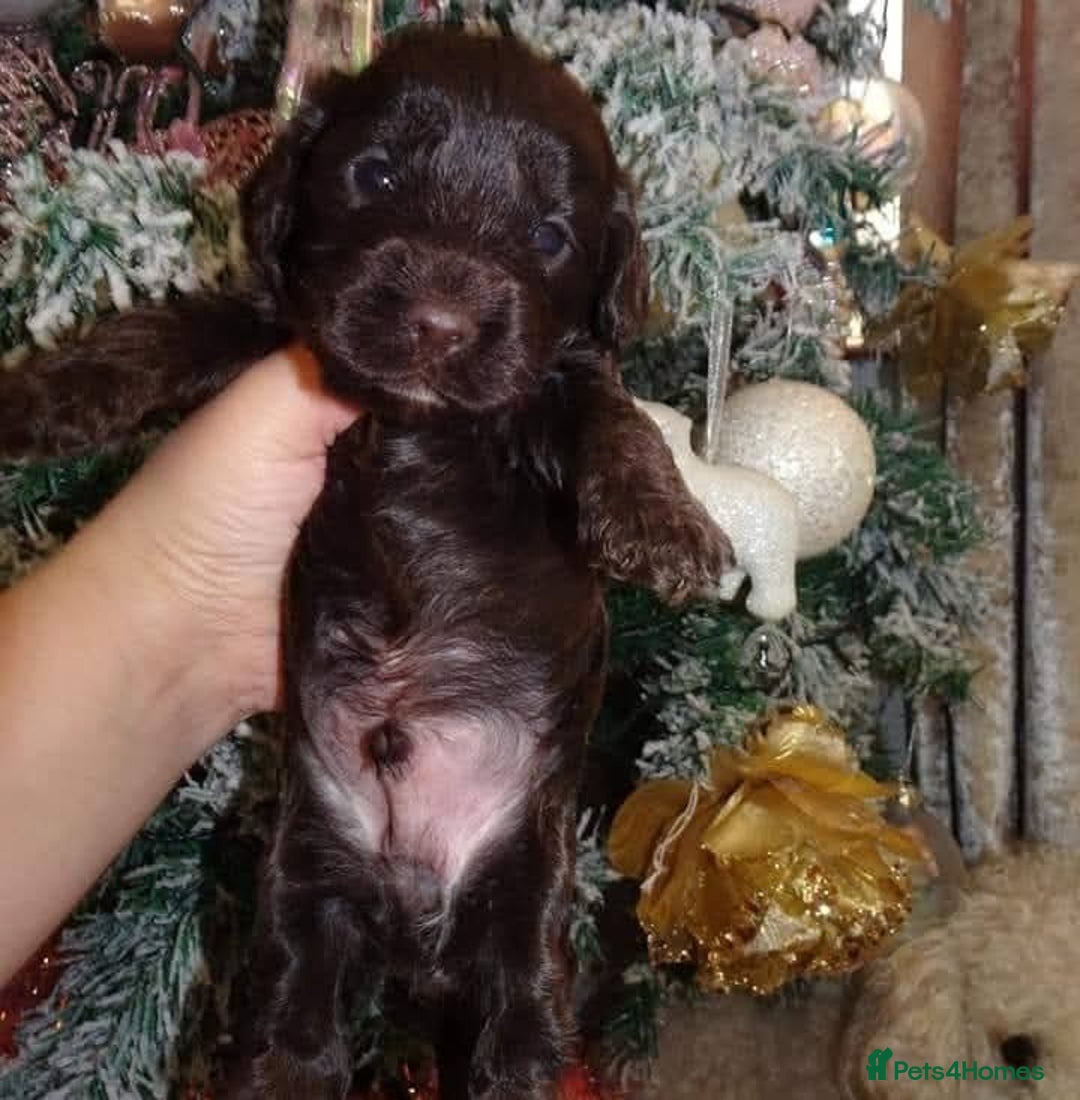 Cockapoo dogs for sale: Show cockapoo litter due 1st march  - Advert 11