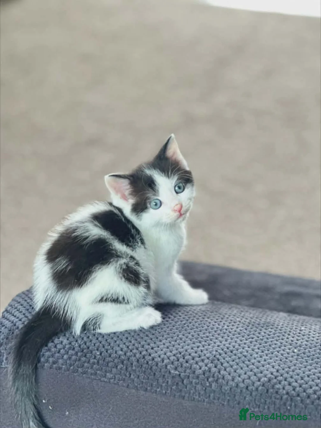 Mixed Breed cats for sale: Stunning long haired kittens  in Leeds - Advert 1