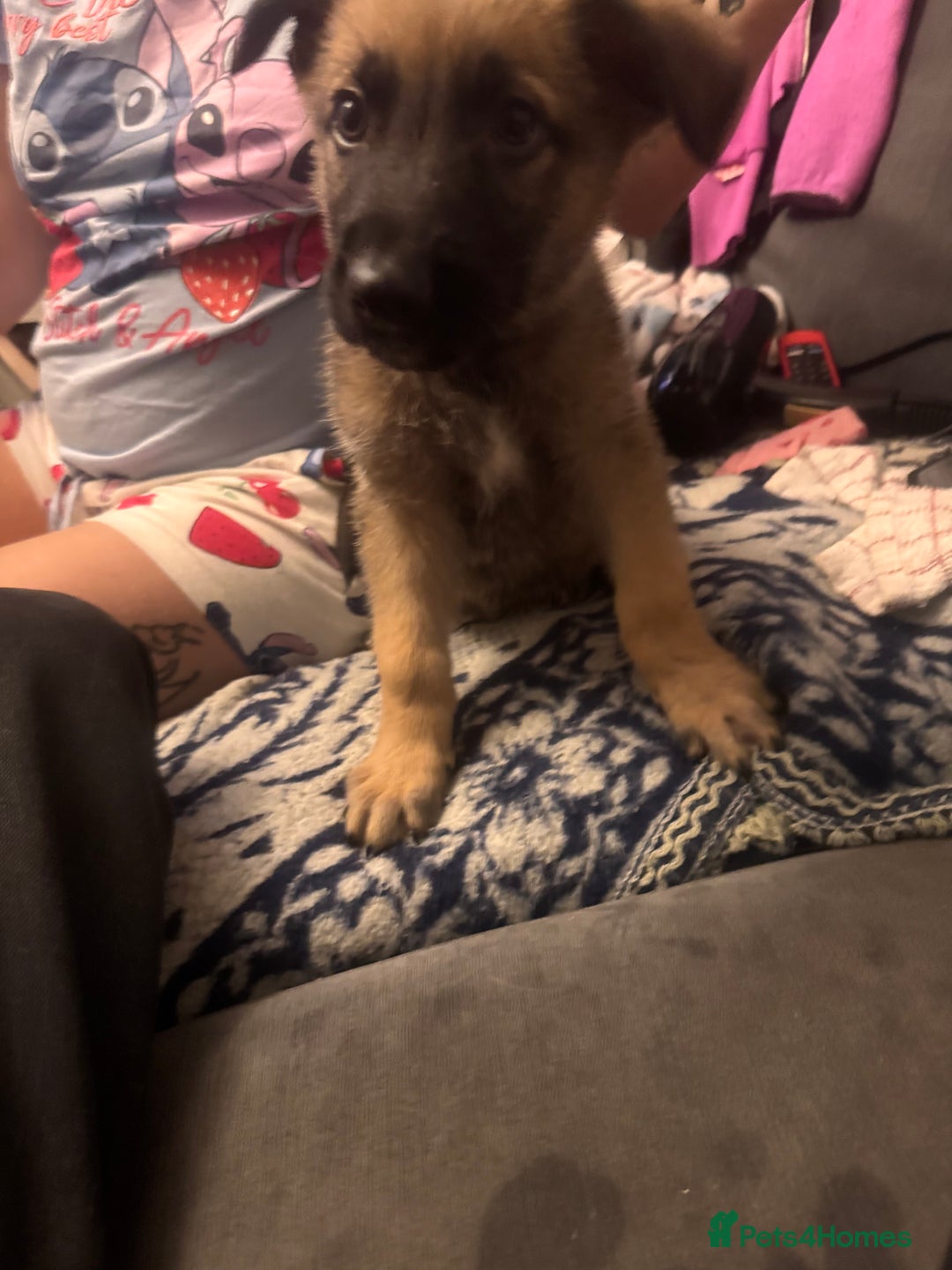 Mixed Breed dogs for sale: German Sheperd cross Lurcher Puppies - Image 19