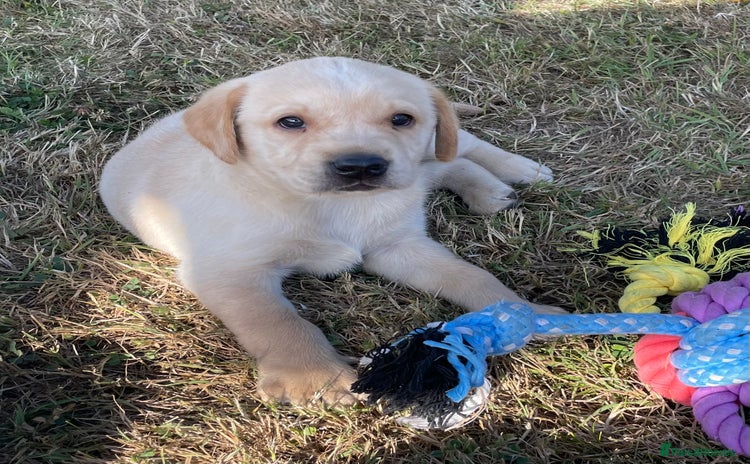 Labrador Retriever dogs - Advert 2