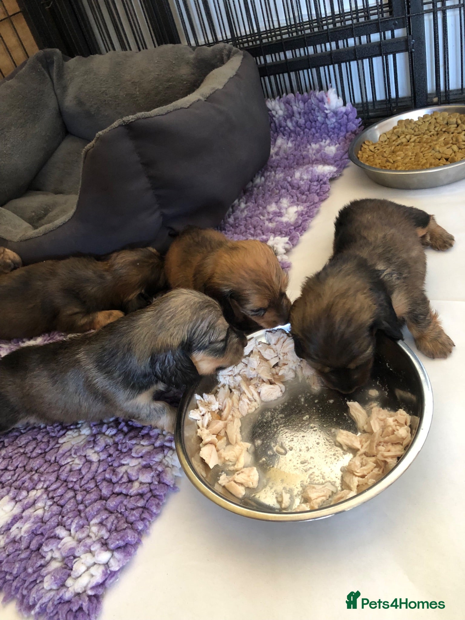 Miniature Dachshund dogs  K.C Reg Miniature Dachshunds L/H - Advert 3