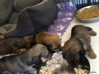 Miniature Dachshund dogs K.C Reg Miniature Dachshunds L/H - Advert 3