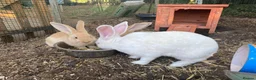 Continental Giant rabbits for sale: 🐰 Beautiful Pure-Bred Continental Giant Rabbits - Advert 8