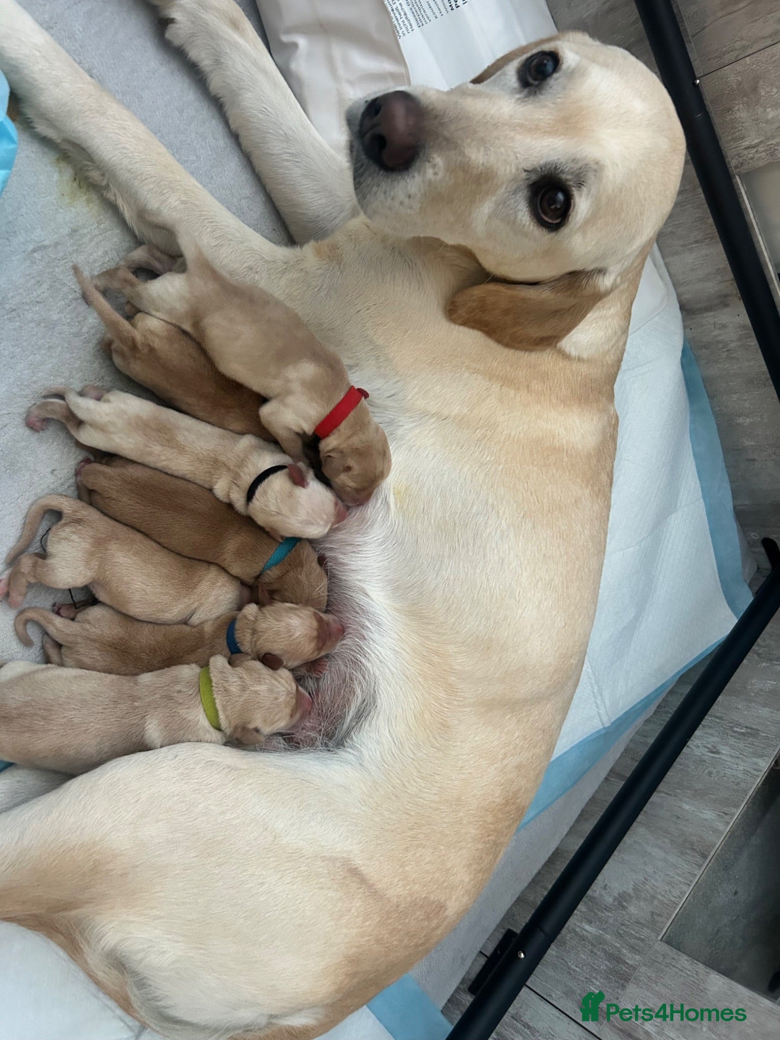 Labrador Retriever dogs Stunning yellow (light - fox red) labrador puppies - Advert 1