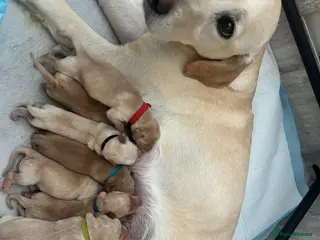 Labrador Retriever dogs Stunning yellow (light - fox red) labrador puppies - Advert 1