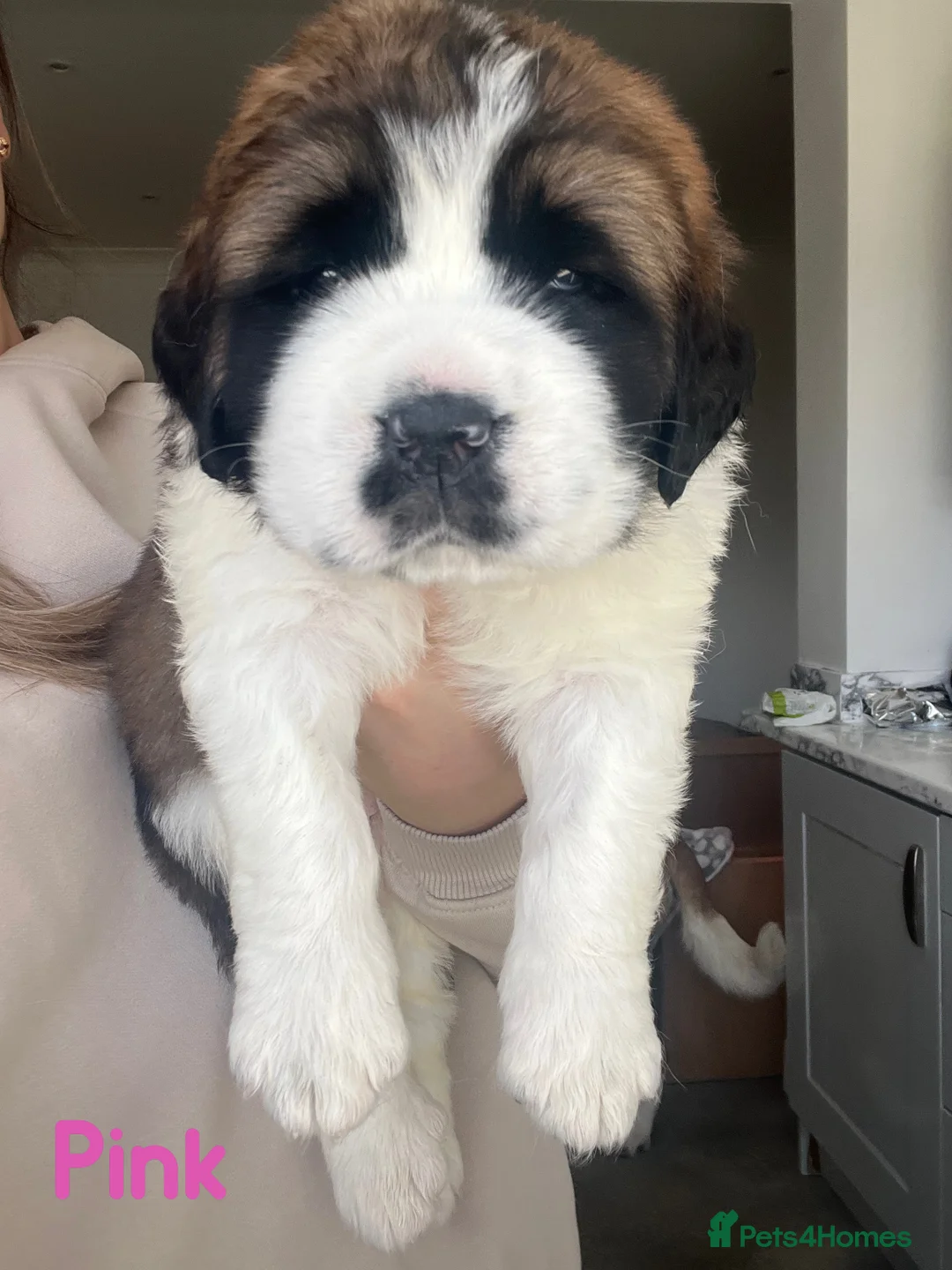 Saint Bernard dogs for sale: Beautiful KC registered Saint Bernard puppies in Scunthorpe - Advert 2