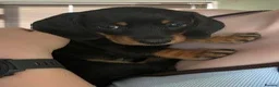 Miniature Dachshund dogs for sale: Miniature smooth haired dachshunds - Advert 9