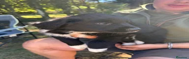 Sprollie 1