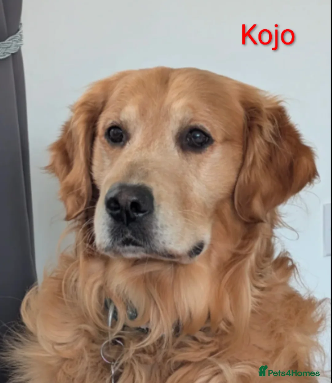 Golden Retriever dogs for sale: Kennel Club Registered Golden Retriever Puppies  - Advert 2