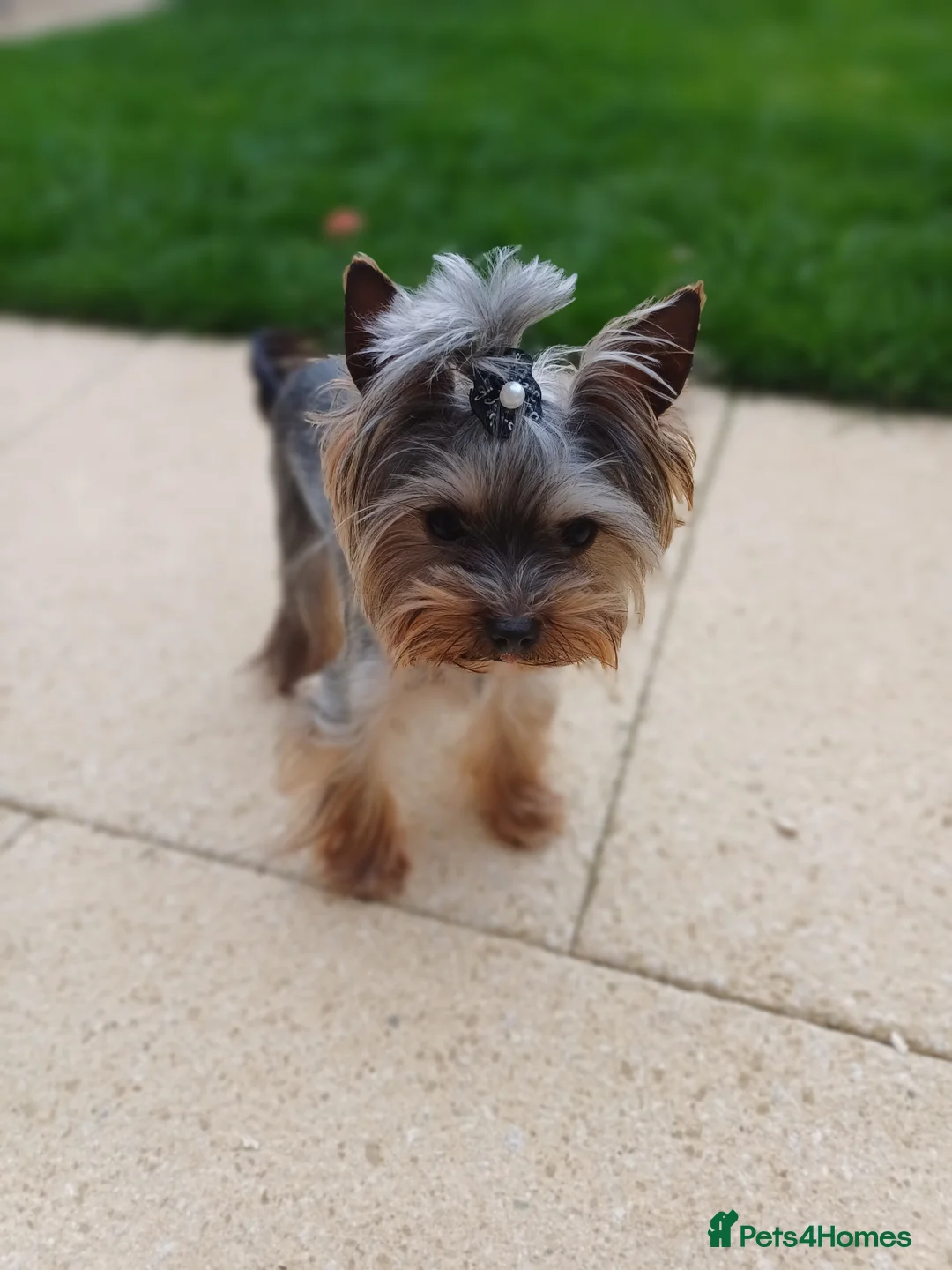 Yorkshire Terrier dogs for stud:  900grams !! The smallest cutest boy in Uk  in Bedford - Advert 25