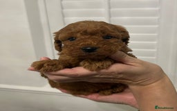 Cockapoo dogs for sale: F1B Cockapoo red  Puppies - Image 1