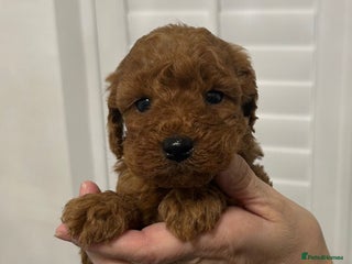 Cockapoo dogs - Advert 7