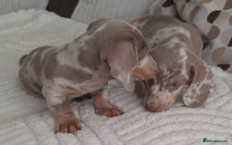 Miniature Dachshund dogs for sale: Adorable KC registered mini dachsund pups - Image 16