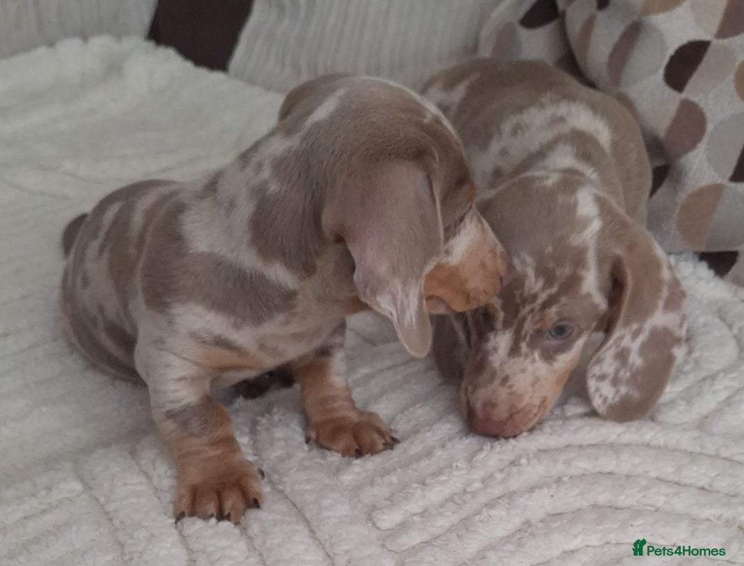 Miniature Dachshund dogs for sale: Adorable KC registered mini dachsund pups - Image 16