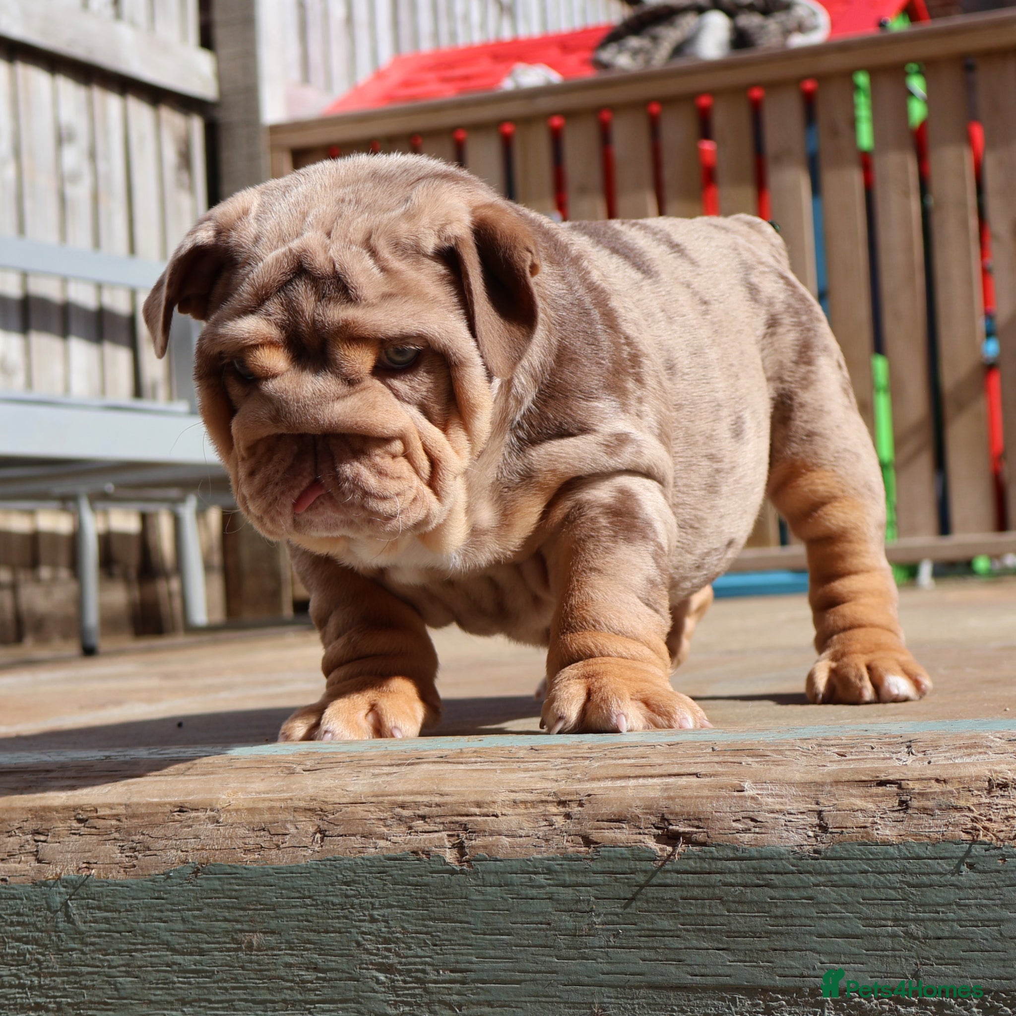 English Bulldog dogs Gorgeous English Bulldog Pups - Advert 1