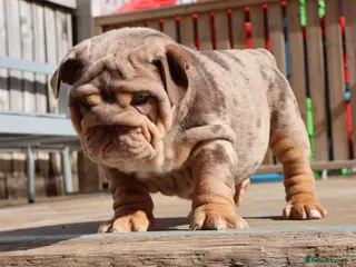 English Bulldog dogs for sale: Gorgeous English Bulldog Pups - Advert 1