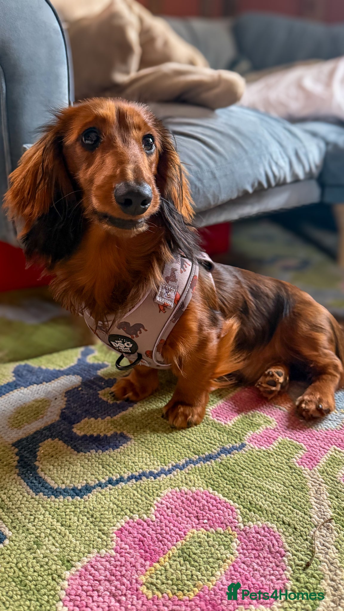 Miniature Dachshund dogs 1 year old Male Longhaired Miniature Dachshund  - Advert 11