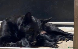 German Shepherd dogs for sale: KC Straight back GSD Puppies 🐶  - Image 6