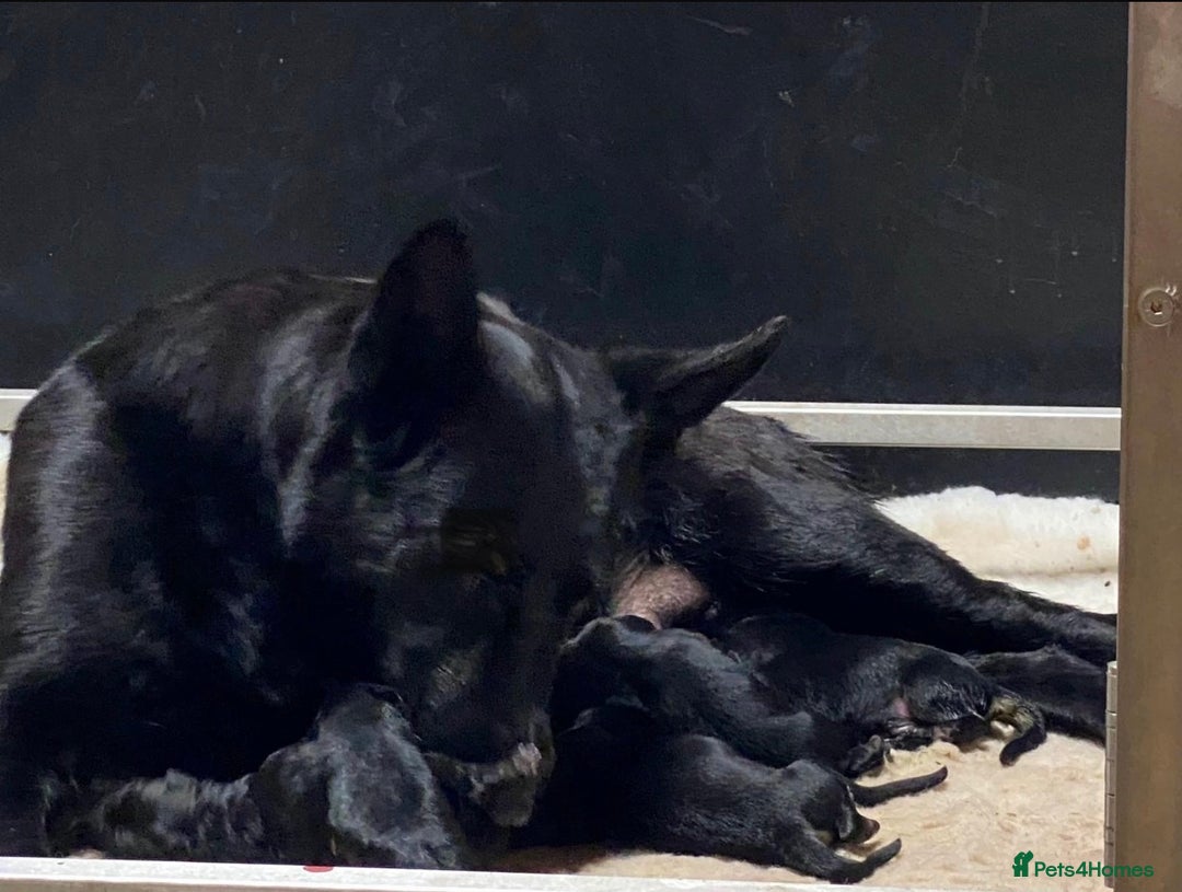 German Shepherd dogs for sale: KC Straight back GSD Puppies 🐶  - Image 6